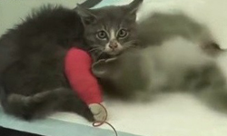 肉給媽咪吃，我吃土就好！不知媽咪上天堂的孝順小貓 SBS、韓國、媽咪、孝順、小貓