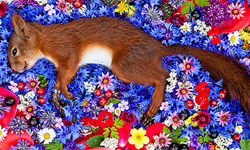 死亡其實是一件美好的事？哀悼動物死去的華麗花卉葬禮 Natura Morta、Maria Ionova-Gribina、電影、攝影、死亡