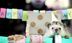 史上最可愛的生日派對！小刺蝟邀請黃金鼠好友吃蛋糕 刺蝟、生日、派對、 HelloDenizen、 Youtube、 黃金鼠、蛋糕