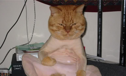 脫掉脫掉，通通脫掉！炎炎夏日動物清涼秀 可愛、狗狗、貓貓、哈士奇、鬆獅犬、雪納瑞、波斯貓、草泥馬、綿羊