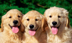 別在日正當中遛狗！預防狗狗中暑指南 預防、狗狗、中暑、夏天、生病