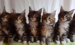 融化我們的心！超有默契的7隻小貓咪=7倍可愛 貓咪、可愛、七隻、YouTube、影片