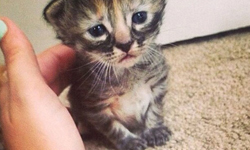 鞋貓的嫡傳弟子？無時無刻都好委屈的史上最萌「傷心貓」 鞋貓、Purrmanently Sad Cat、可愛、貓咪、爆紅