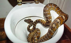 地上爬的、水裡游的通通有！馬桶就是我的恐怖箱 奇怪、恐怖、獵奇、蛇、動物