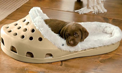 就不相信你這樣還能咬！創意滿分的巨型布希鞋寵物床 布希鞋、寵物、貓、狗、拖鞋、涼鞋、床、清理、清洗、Sasquatch、咬、咬鞋子