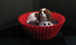 來一份狗狗杯子蛋糕？巨型包裝紙造型置物盆 杯子蛋糕、置物、包裝紙、包裝、狗、盆栽、造型