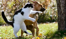 難道上輩子是拳王？為什麼貓咪喜歡揮拳相向       貓咪、貓、拳頭、暴力、惡搞