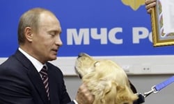 鐵漢也離不開狗兒的溫柔鄉！愛動物成痴的總統普丁 可愛、狗狗、貓貓、雞、老虎