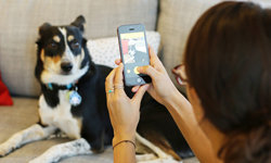 讓你家的狗狗變大明星！吠聲吸引寵物看鏡頭的《BarkCam》App    BarkCam、App、拍照、狗狗、寵物