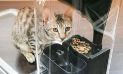 一貓一份不要搶！貓臉辨識智慧型餵食器 貓臉辨識、餵食器、貓、貓奴   