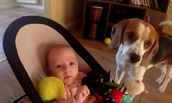 借我玩一下啦！狗狗搶走嬰兒玩具後竟然... 狗狗、嬰兒、可愛、道歉、彌補