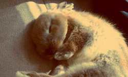 奴，再讓老子睡一下！動物們的早晨慵懶日記 動物、可愛、早晨、早上、賴床、睡覺、慵懶、貓、狗、猛禽、散步、marutaro、丸太郎