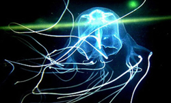 看我毒遍天下無敵手！世上最致命的箱形水母 水母、螫傷、夏天、蔚藍、海岸、出遊、小心、致命、神經毒