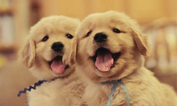 愛牠卻還是要殺牠？動物善待組織爆一年撲殺2000隻動物惹爭議 PETA、動物善待組織、動物、撲殺、為什麼、狗狗、貓貓、不可置信、美國