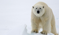 你還要繼續吃鮪魚嗎？面臨存亡問題的9種瀕危物種 世界自然基金會、瀕危物種、保育、動物