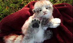 養一隻不會長大的老虎寶寶！超擬真絨毛玩偶Wood Splitter Lee's Fantasy Creations 擬真、Wood Splitter Lee's Fantasy Creations、Wood Splitter Lee、仿真、布偶