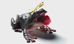 不是吃就是被吃！拆吃入腹食物鏈攝影 攝影、獵奇、自然、食物鏈、死亡