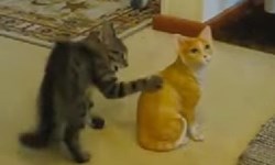 疑惑、翻滾、倒退嚕！貓咪看到假貓的反應 小貓、假貓、雕像、可愛、萌