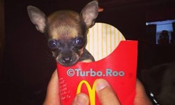 牠的腳是玩具做的！天生只有兩條腿的小吉娃娃Turbo.Roo Turbo.Roo、吉娃娃、殘疾、動物、可愛