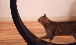 貓在家也可以安全運動？貓咪的居家跑輪《One Fast Cat》 貓、跑輪、運動、過重、寵物