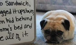 裝可愛也沒用啦！狗狗做錯事會有的5大反應 狗、可愛、動物、認錯、柯基