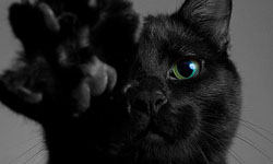 收容所裡被遺棄的貓咪70％都是黑色的！就只因為不上相？  黑色、遺棄、RSPCA、英國皇家防止虐待動物協會、黑貓