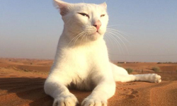 歡迎光臨我的沙漠王國！貓咪和好朋友們在阿拉伯的日常生活 沙漠、阿拉伯、日本、貓咪、貓