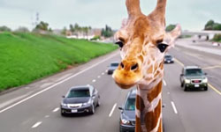 《醉後大丈夫3》場景成真？卡車載長頸鹿慘遭陸橋砍頭 長頸鹿、醉後大丈夫3、防止動物虐待協會、高速公路