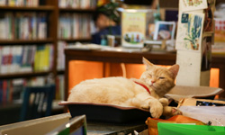 雜貨、動物、大自然我來了！花蓮輕旅行療癒指南 島嶼輕旅行、旅行、花蓮、台灣、療癒