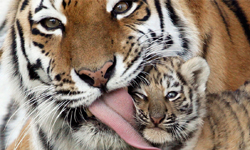 老虎不發威你當牠Hello Kitty啊！頑皮男童將手探入獸欄慘遭老虎斷臂 巴西、動物園、老虎、挑釁、動怒