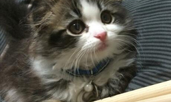 再窄的地方都能擠？讓貓咪來告訴你藏身極限在哪裡！ 貓咪、貓、可愛、萌、蠢、傻