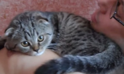 這隻貓咪超愛主人！撒嬌、亂鑽樣樣來的極品喵喵 撒嬌、貓咪、主人、可愛、極品