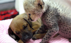 誰說我們水火不容？狗狗和獵豹宛如家人的動物園日常生活 獵豹、狗、聖地牙哥、動物園、可愛