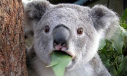 目瞪口呆依舊萌死人！捕捉動物驚嚇一瞬間 動物、可愛、驚嚇、目瞪口呆、無尾熊