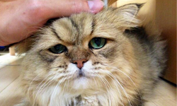 我只是天生苦瓜臉！超感傷的貓咪竟然可以出寫真... Foo-Chan、可愛、感傷、苦瓜臉、貓、ふーちゃん、寫真、網路紅貓