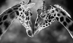 有時動物比我們還知道如何愛人！非洲草原上的動物攝影 Marina Cano、西班牙、非洲、草原、斑馬、長頸鹿、大象、攝影、溫馨、藝術