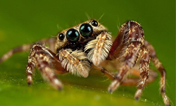 十萬伏特的電眼攻擊！顛覆你印象的可愛跳蛛 蜘蛛、跳蛛、恐怖、陰森、可愛、劇毒、俏皮