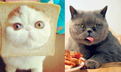 再看口水都要流下來啦！貓咪的垂涎三尺特輯 貓咪、可愛、飢餓、食物、生魚片、壽司、美食、貓奴