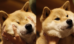 主人與狗狗的專屬互動！捏嘴邊肉一次萌殺你 嘴邊肉、擠眉弄眼、狗、可愛、捏臉、互動、寵物、主人、柴犬、柯基、臘腸狗、吉娃娃