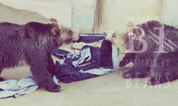 讓獅子幫你做牛仔褲！猛獸製造「動物園牛仔褲」一炮而紅 Zoo Jeans、日本、動物園、牛仔褲、猛獸