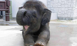 愛撒嬌就算了還會幫你馬殺雞！大象的7個超萌時刻 大象、動物、溫柔、撒嬌、小象、寶寶、按摩、馬殺雞、可愛、萌、玩耍、母象、玩樂、泥巴、抓癢