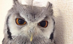 不睡覺時是甚麼樣子？其實貓頭鷹醒過來時更可愛！ 日本、貓頭鷹、さつま、可愛、萌