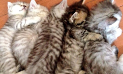 好想跟你們擠在一起！6隻小貓咪的新生活探險日記 日本、貓咪、貓、幼貓、可愛、萌