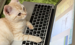 放開那台電腦讓我來！你身邊的貓大爺其實是隱藏版的電腦天才？ 貓咪、貓、PC Watch、電腦、霸佔
