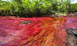 全世界最夢幻的美麗河流！哥倫比亞五色彩虹湖Cano Cristales Cano Cristales、五色河、彩虹湖、哥倫比亞、南美洲