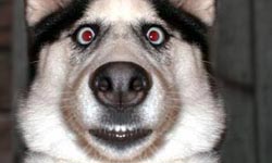 這就是神經大條的下場！超爆笑狗狗驚魂記    動物、狗、惡搞、驚嚇、獅子、可愛、動物好朋友、爆笑、驚魂、花容失色