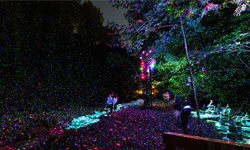 前往精靈的國度！漫步在加拿大的魔法童話森林 Moment Factory、Foresta Lumina、加拿大、魁北克、森林