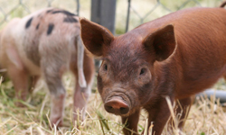 你們值得擁有幸福！超感動救援計畫讓3隻小豬重獲新生 動物、救援、動物救援組織、animalplace、豬、小豬、幸福