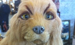 沒眉毛，毋寧死？讓狗狗神采飛揚的畫眉臉特寫 眉毛、狗狗、畫眉、貓咪、可愛