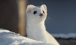 根本就是公主身邊的小精靈？可愛度超乎想像的超夢幻白鼬！ 白鼬、鼬、可愛、夢幻、萌